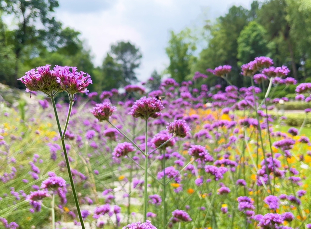 ��԰����