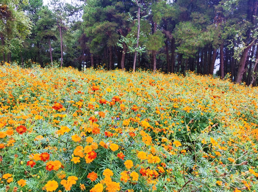 ��԰����